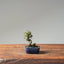 Cotoneaster Bonsai #1055