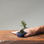 Cotoneaster Bonsai #1055