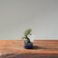 Cotoneaster Bonsai #1055