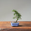 Cotoneaster Bonsai #1056