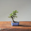 Cotoneaster Bonsai #1056