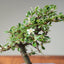Cotoneaster Bonsai #1056