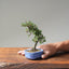 Cotoneaster Bonsai #1056