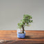 Cotoneaster Bonsai #1056