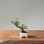 Cotoneaster Bonsai #1057