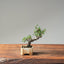 Cotoneaster Bonsai #1057