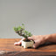 Cotoneaster Bonsai #1057
