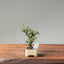 Cotoneaster Bonsai #1057