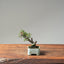 Cotoneaster Bonsai #1058