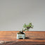 Cotoneaster Bonsai #1058
