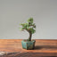 Cotoneaster Bonsai #1059