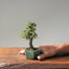 Cotoneaster Bonsai #1059
