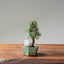 Cotoneaster Bonsai #1059