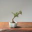 Cotoneaster Bonsai #1060