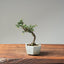 Cotoneaster Bonsai #1060