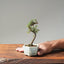 Cotoneaster Bonsai #1060