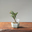 Cotoneaster Bonsai #1060