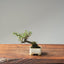 Cotoneaster Bonsai #1061