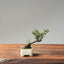 Cotoneaster Bonsai #1061