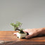 Cotoneaster Bonsai #1061