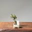 Cotoneaster Bonsai #1061