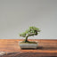 Cotoneaster Bonsai #1062