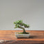 Cotoneaster Bonsai #1062