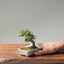 Cotoneaster Bonsai #1062