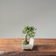 Cotoneaster Bonsai #1062