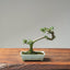 Cotoneaster Bonsai #1063