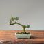 Cotoneaster Bonsai #1063