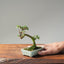 Cotoneaster Bonsai #1063