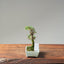 Cotoneaster Bonsai #1063