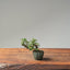 Cotoneaster Bonsai #1064