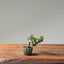 Cotoneaster Bonsai #1064