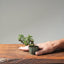 Cotoneaster Bonsai #1064