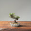 Cotoneaster Bonsai #1065