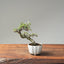 Cotoneaster Bonsai #1066
