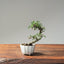 Cotoneaster Bonsai #1066