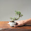 Cotoneaster Bonsai #1066