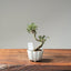 Cotoneaster Bonsai #1066