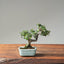 Cotoneaster Bonsai #1067