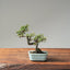 Cotoneaster Bonsai #1067