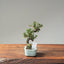 Cotoneaster Bonsai #1067