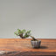Cotoneaster Bonsai #1068