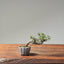 Cotoneaster Bonsai #1068
