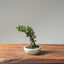 Cotoneaster Bonsai #1069