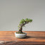 Cotoneaster Bonsai #1069