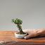 Cotoneaster Bonsai #1069