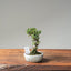Cotoneaster Bonsai #1069